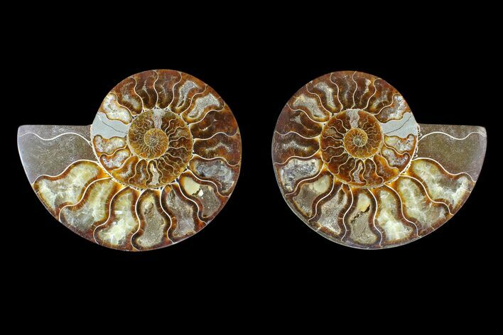 Agate Replaced Ammonite Fossil - Madagascar #169458